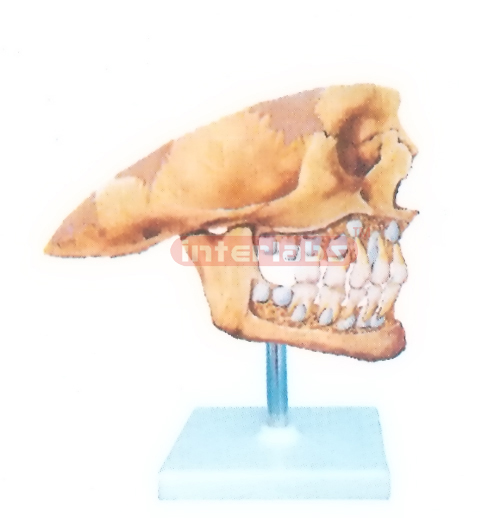 THE DECIDUOUS TEETH MODEL FOR EXTERNAL ASPECT